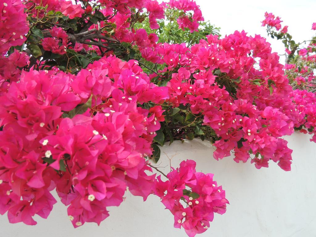 Villa Bougainvillea Aruba, The Tango Suite شاطئ بالم الغرفة الصورة