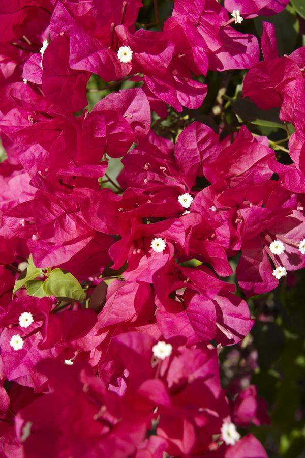 Villa Bougainvillea Aruba, The Tango Suite شاطئ بالم المظهر الخارجي الصورة