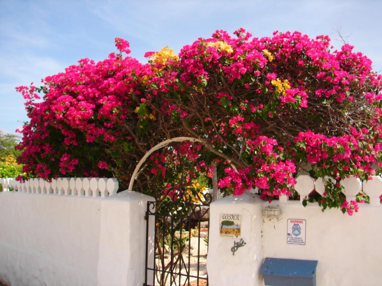 Villa Bougainvillea Aruba, The Tango Suite شاطئ بالم المظهر الخارجي الصورة