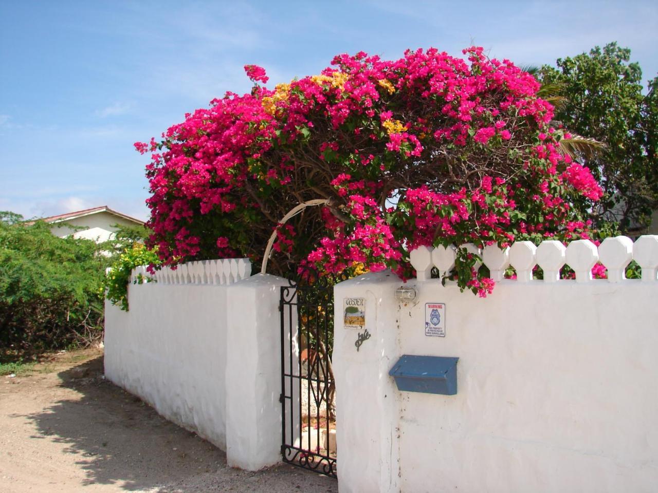 Villa Bougainvillea Aruba, The Tango Suite شاطئ بالم المظهر الخارجي الصورة