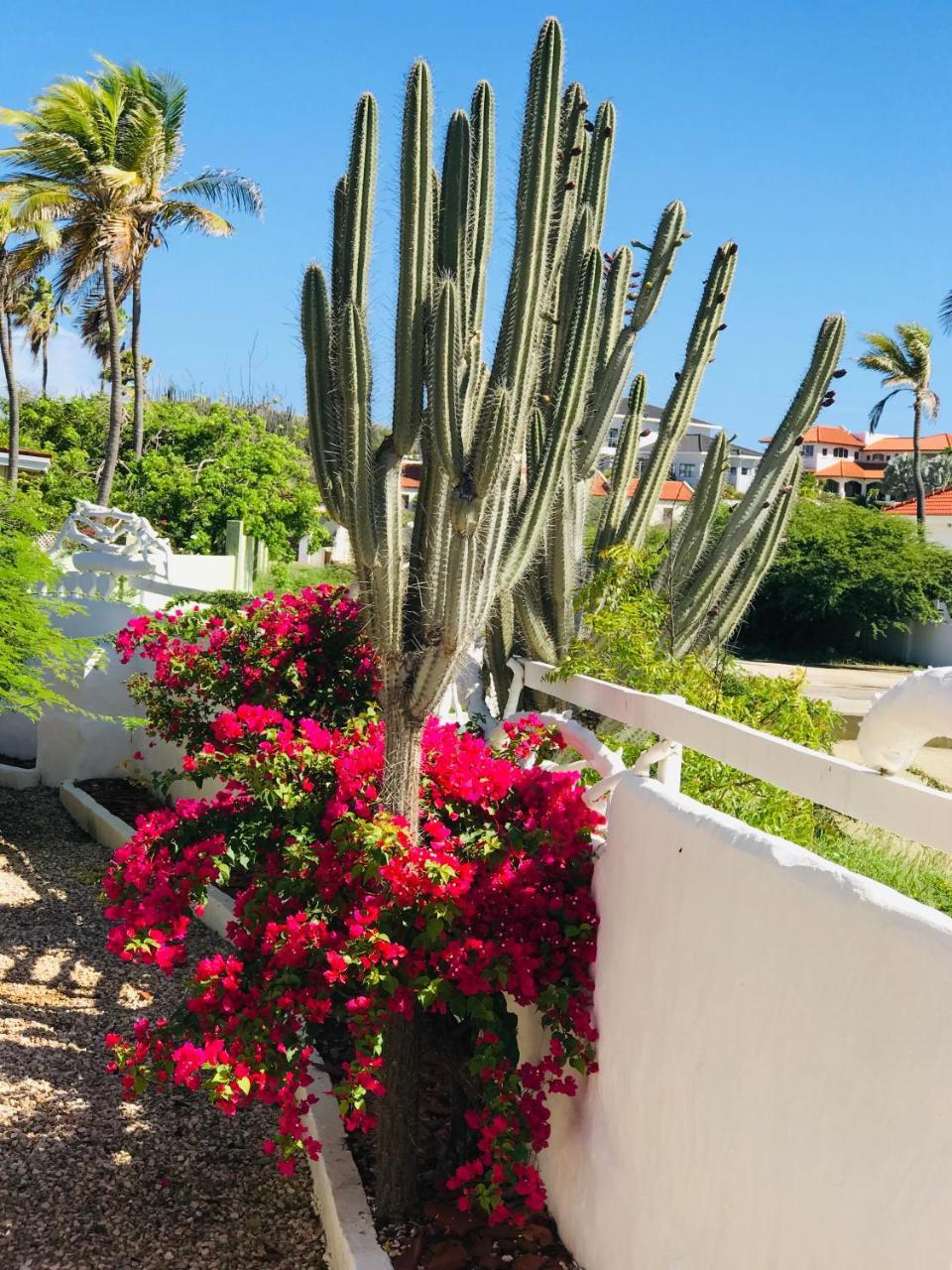 Villa Bougainvillea Aruba, The Tango Suite شاطئ بالم المظهر الخارجي الصورة
