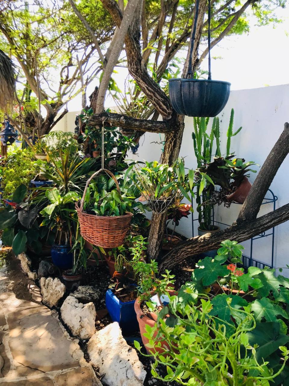 Villa Bougainvillea Aruba, The Tango Suite شاطئ بالم المظهر الخارجي الصورة